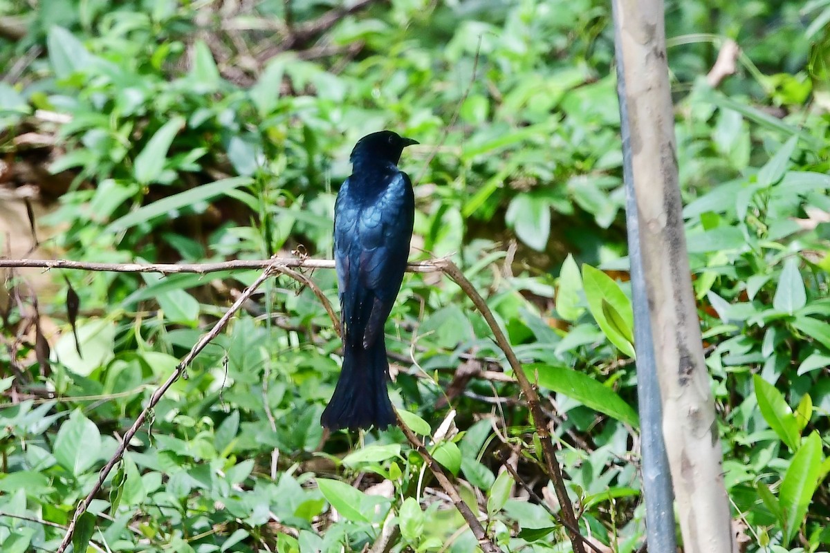 Square-tailed Drongo-Cuckoo - ML132093041