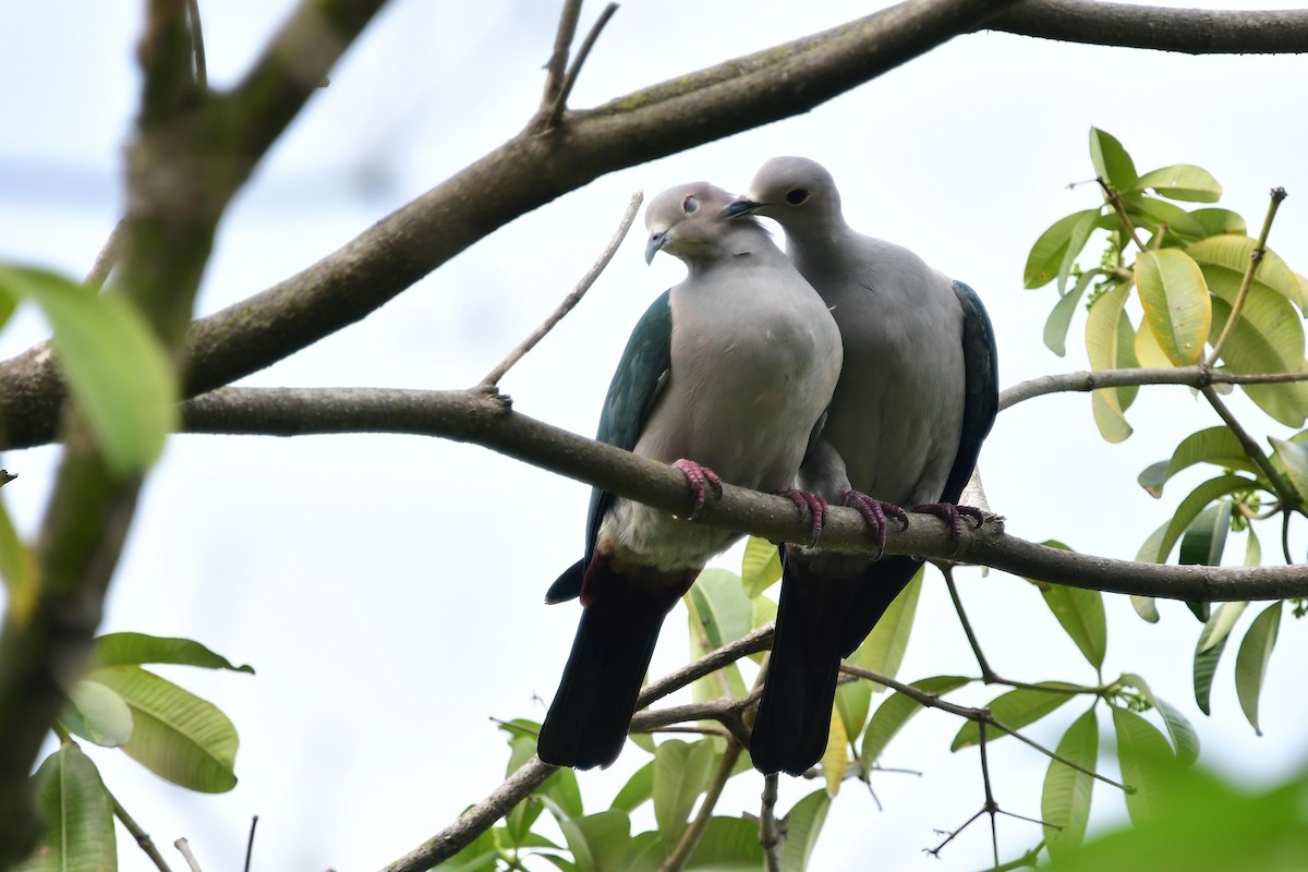 Green Imperial-Pigeon - ML132093411