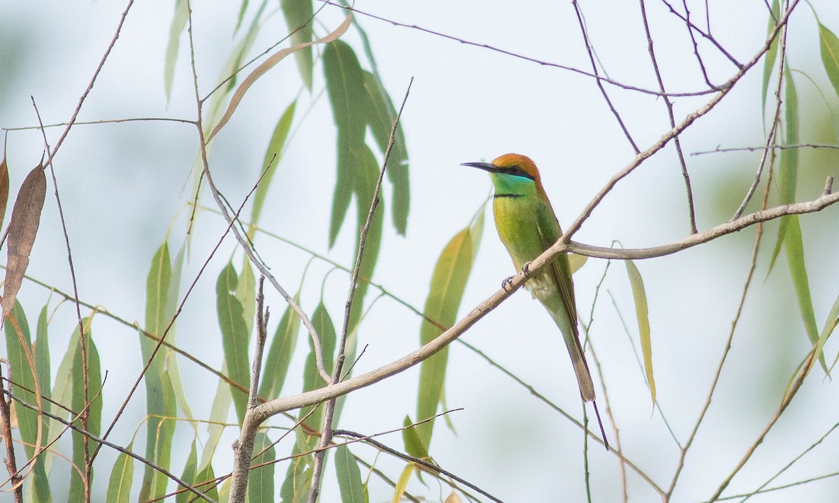 Asian Green Bee-eater - ML132094181
