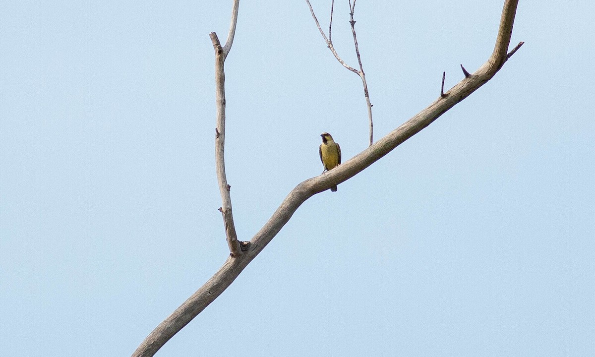 Plain-backed Sparrow - ML132094901