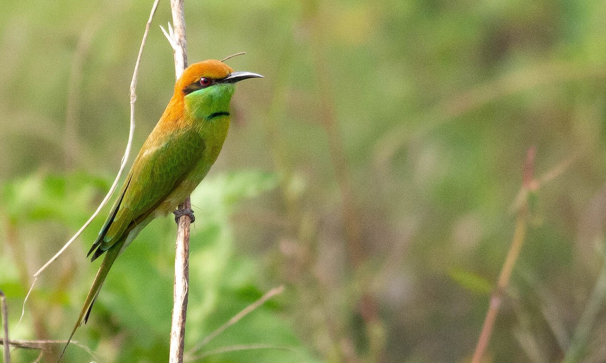 Asian Green Bee-eater - ML132096821