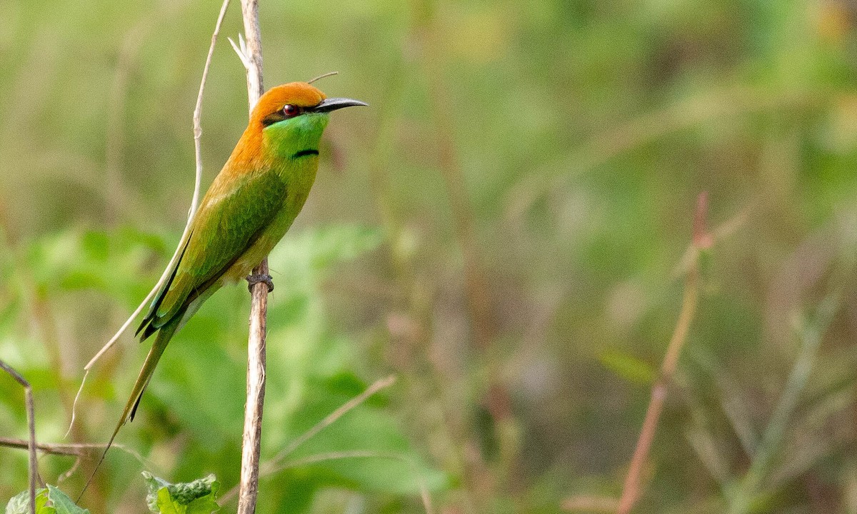 Asian Green Bee-eater - ML132097501