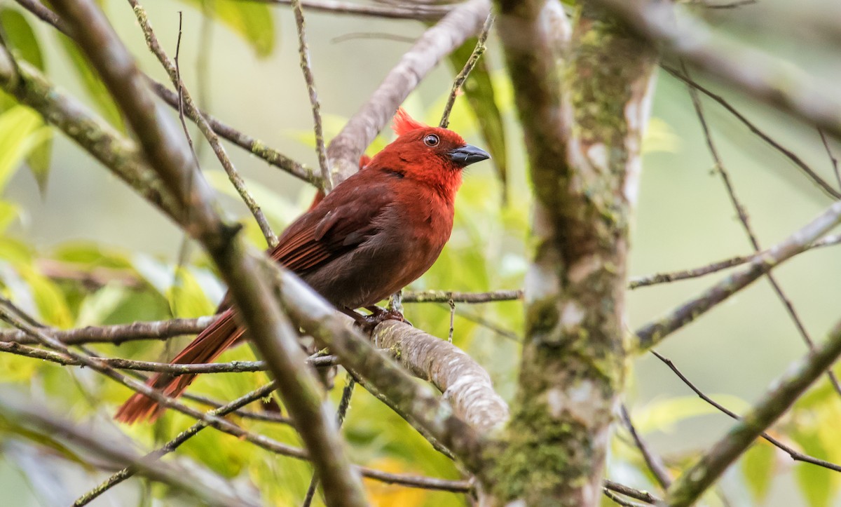 Crested Ant-Tanager - David Monroy Rengifo