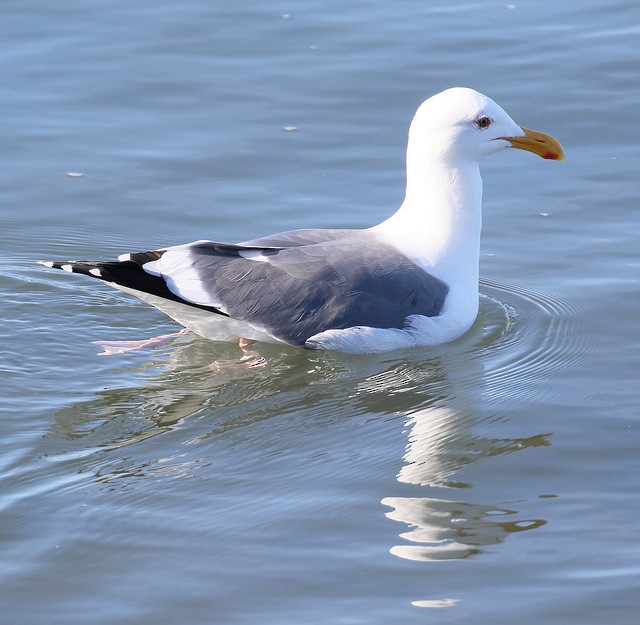 Western Gull - Anonymous