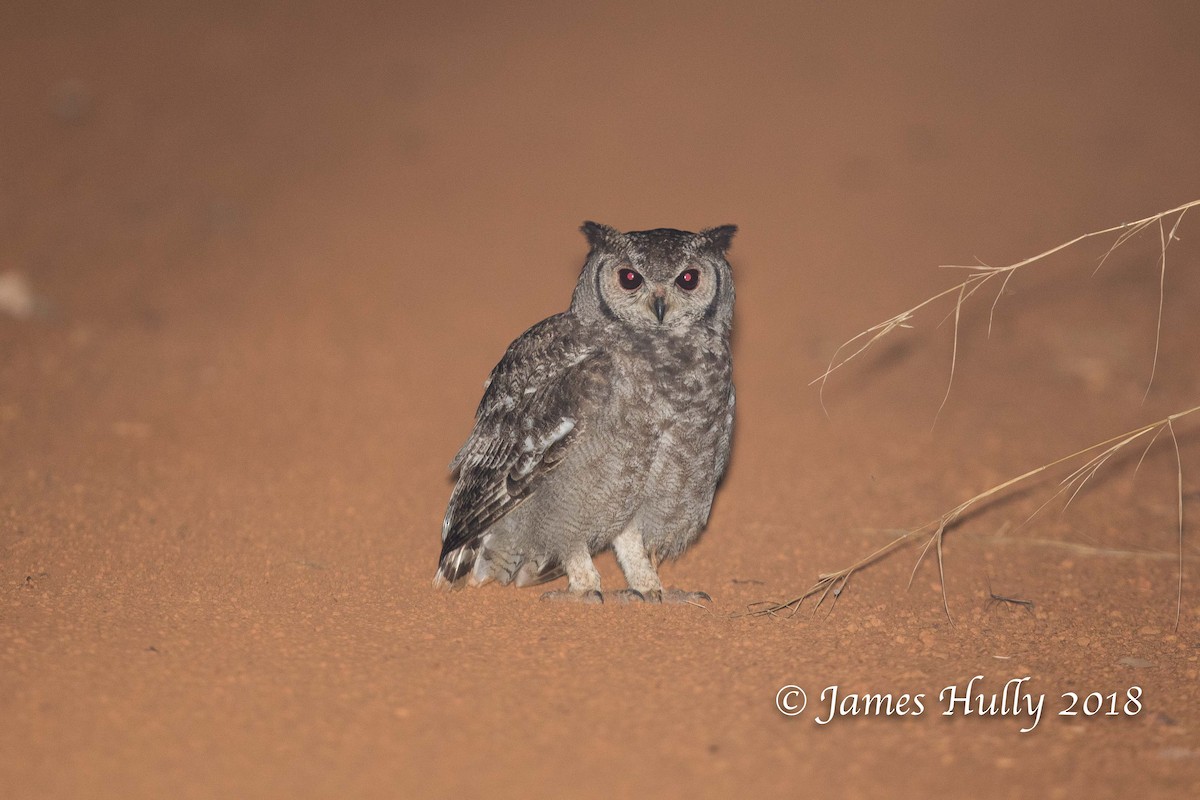 Grayish Eagle-Owl - ML132099701