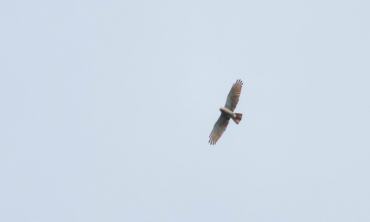 Rufous-winged Buzzard - ML132100841
