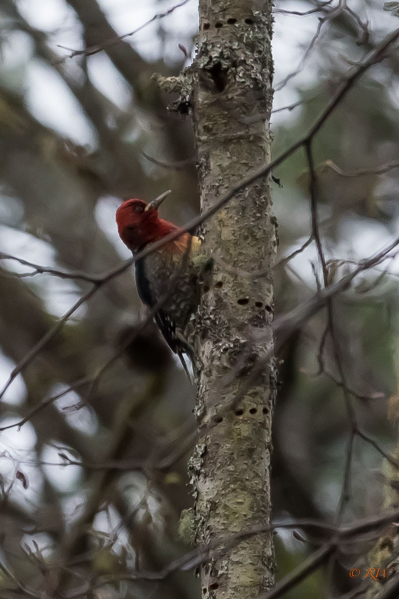 Red-breasted Sapsucker - ML132101101