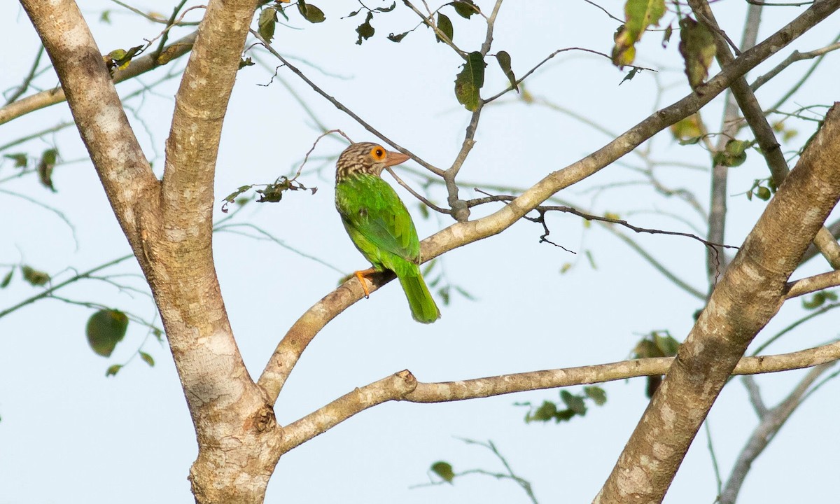 Lineated Barbet - ML132102611