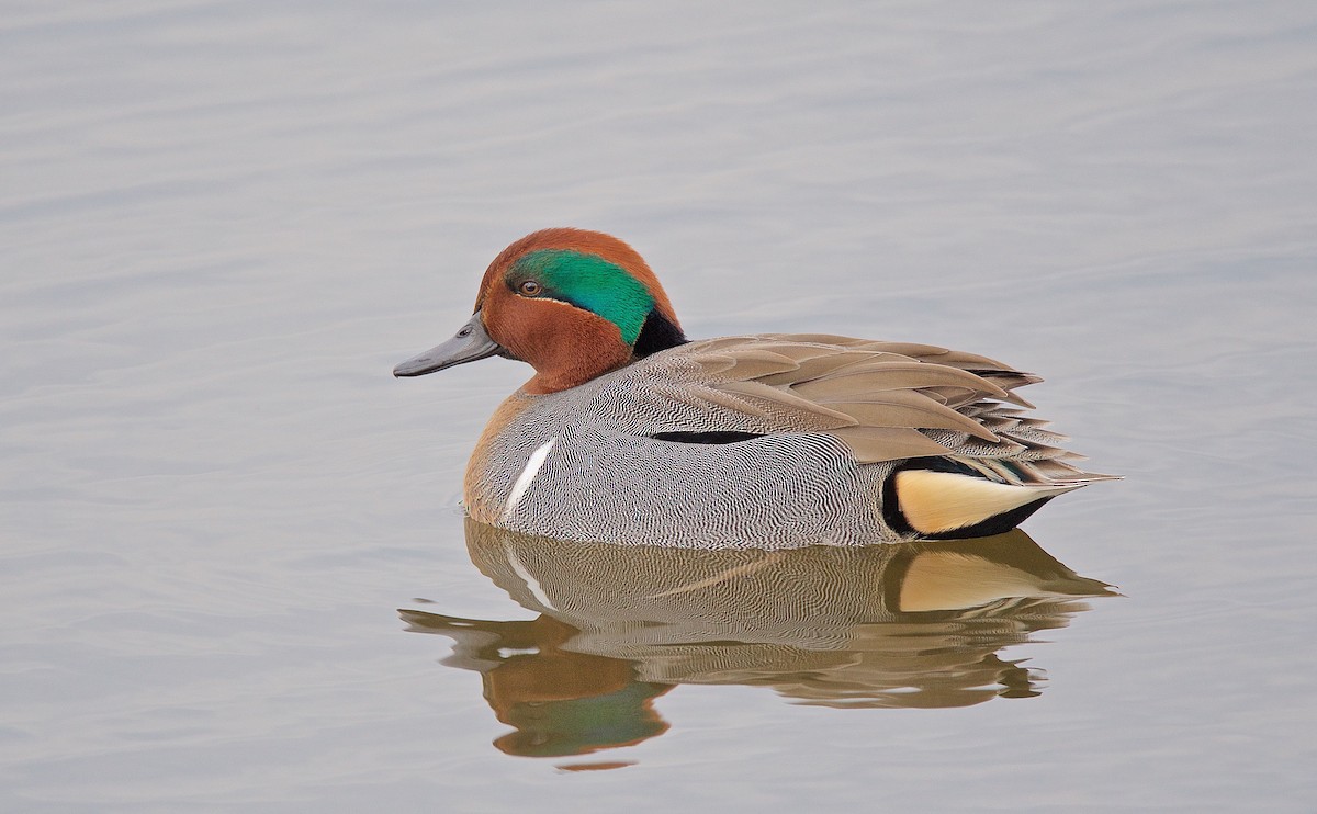 Green-winged Teal - ML132105311
