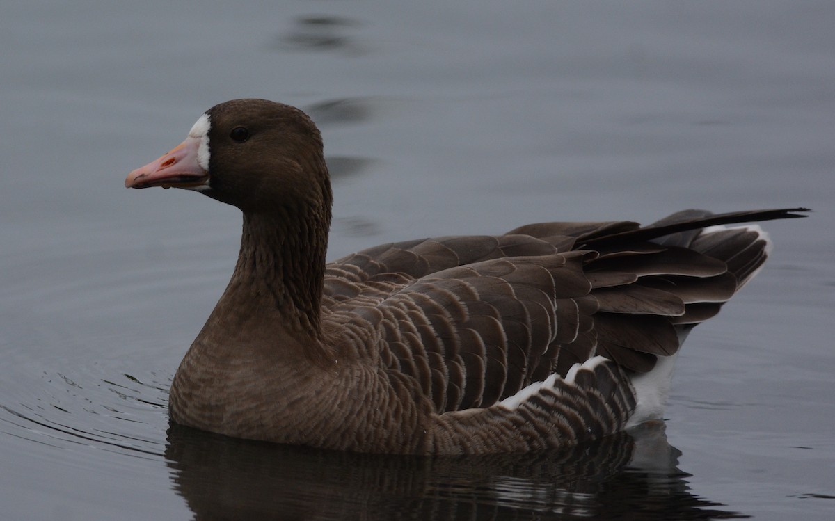 Greater White-fronted Goose - ML132105341