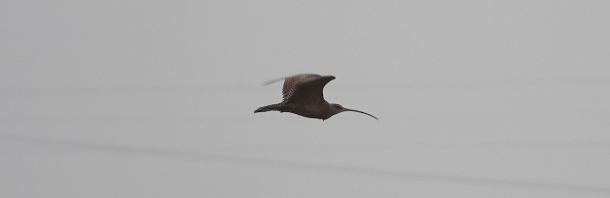 Long-billed Curlew - ML132107571