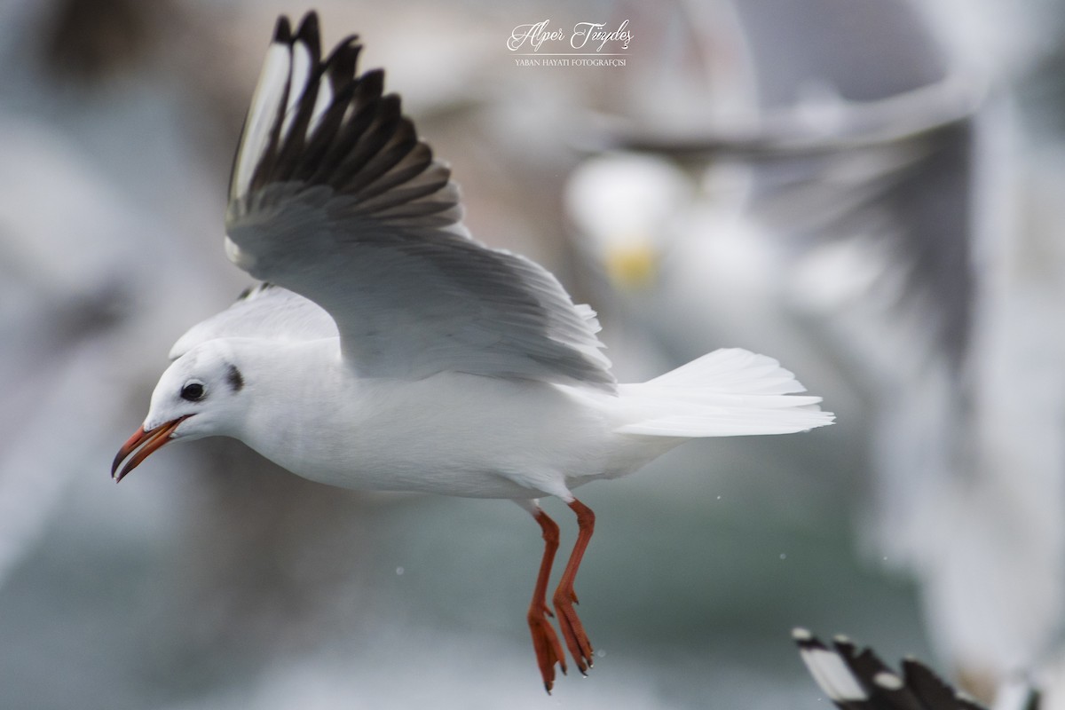 Mouette rieuse - ML132108541