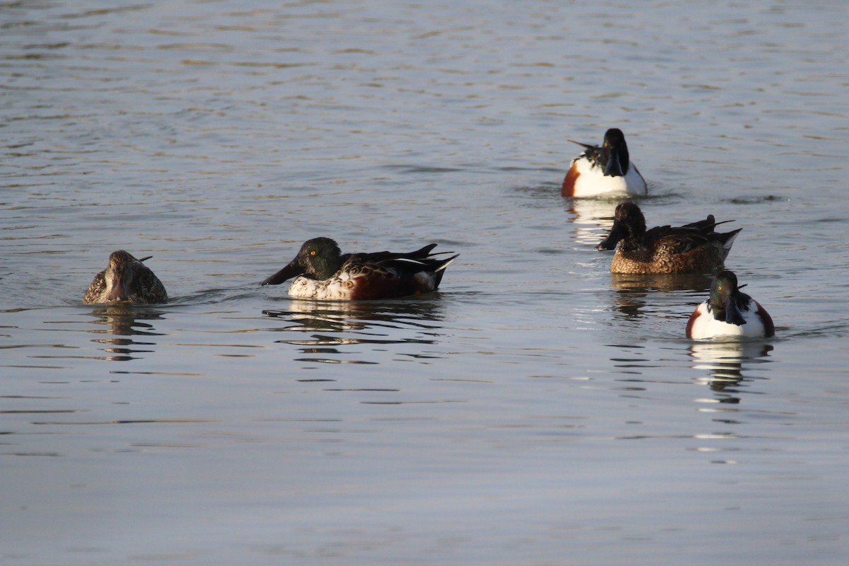 ebird-checklist-30-dec-2018-peet-s-pond-30-species-2-other-taxa