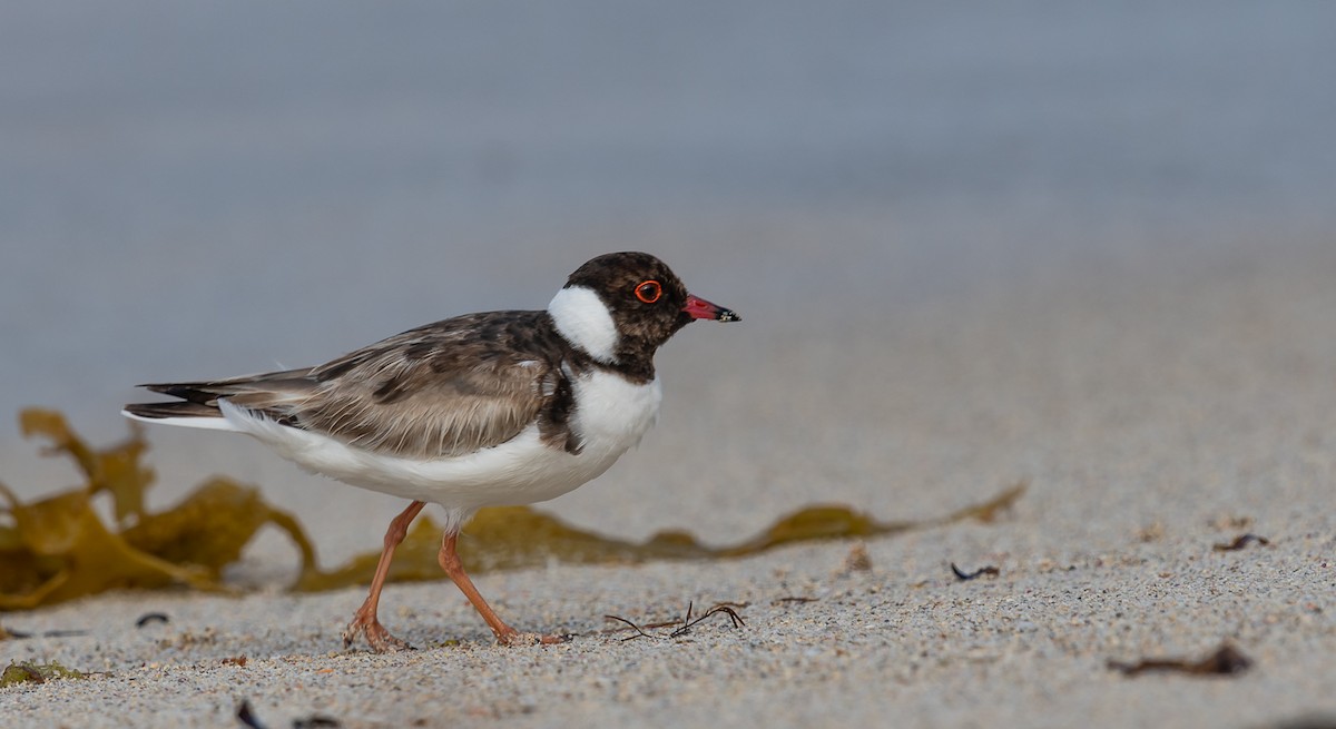 Hooded Plover - Barry Deacon