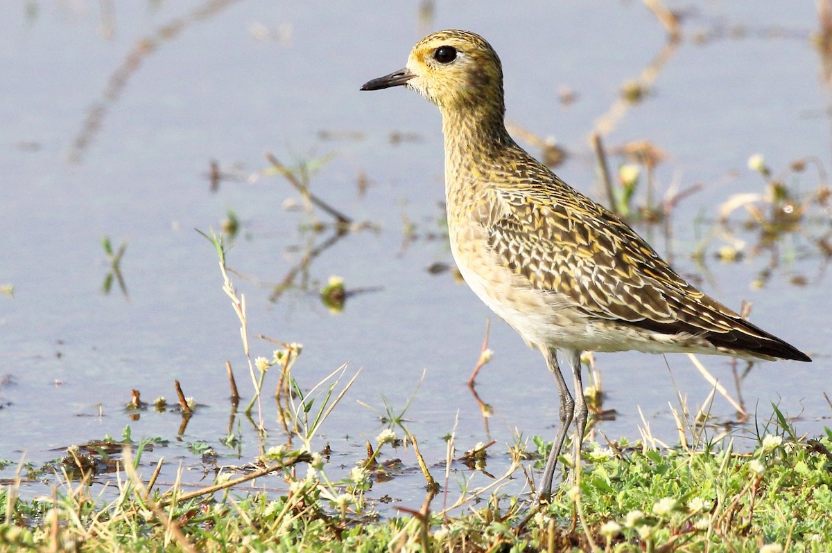 Pacific Golden-Plover - Rahul  Singh