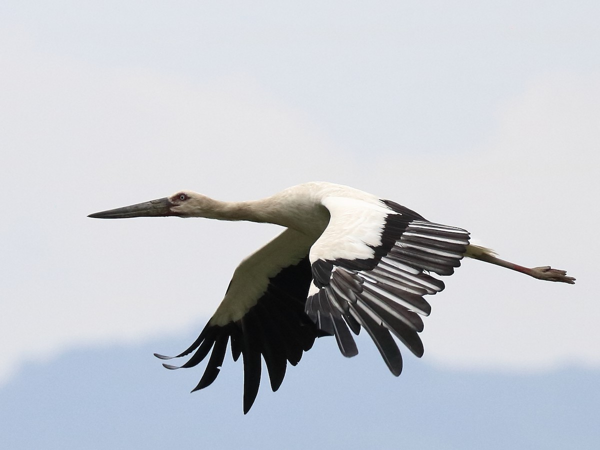 Oriental Stork - ML132112021