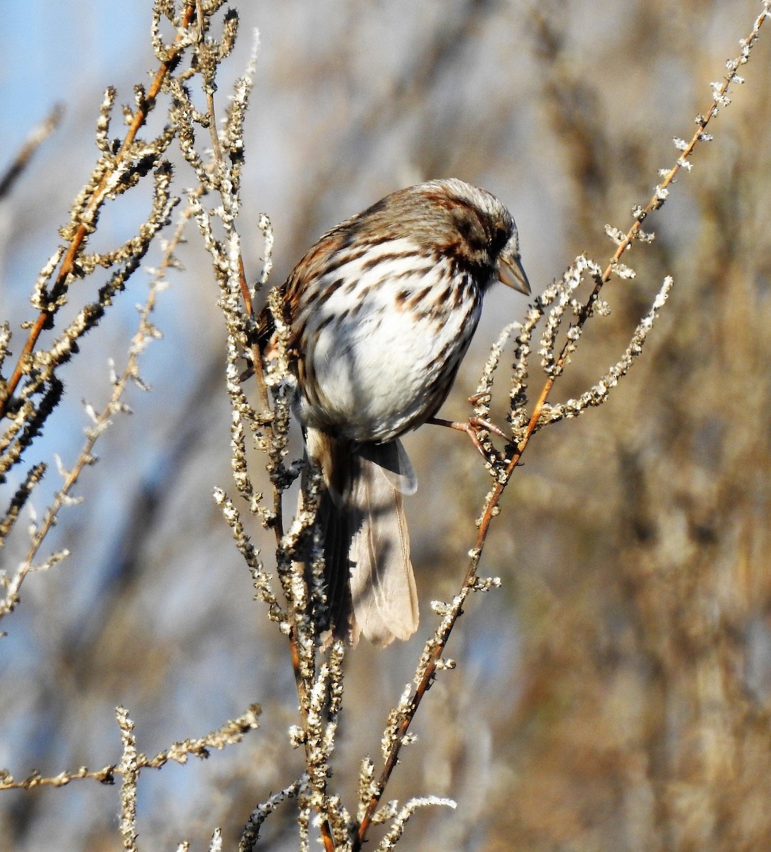 Song Sparrow - Bill Pelletier