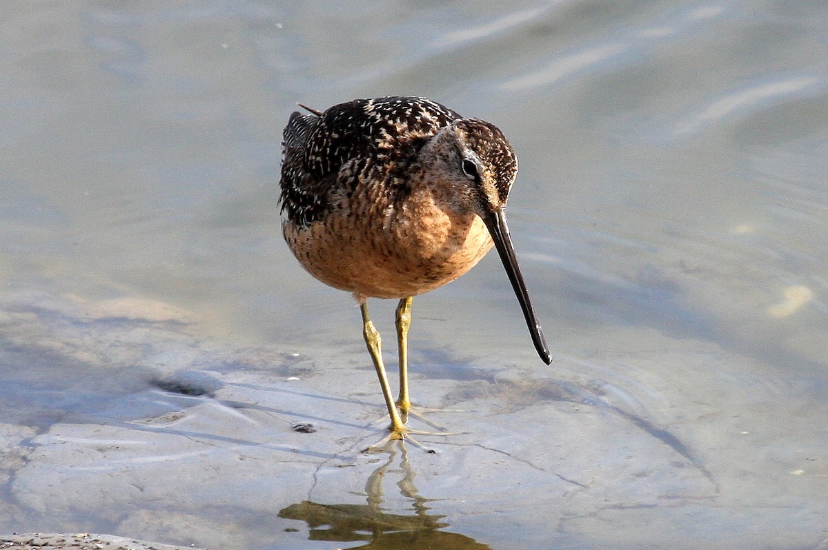 Long-billed Dowitcher - ML132115731