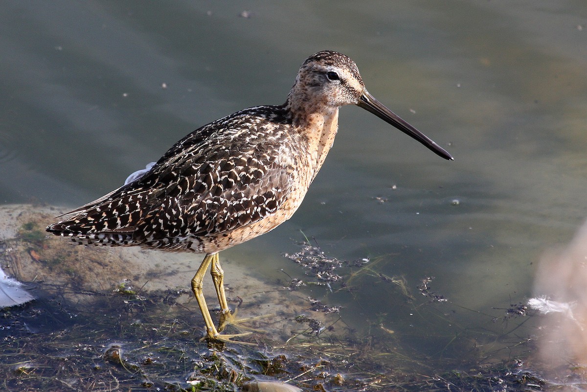 Long-billed Dowitcher - ML132115741