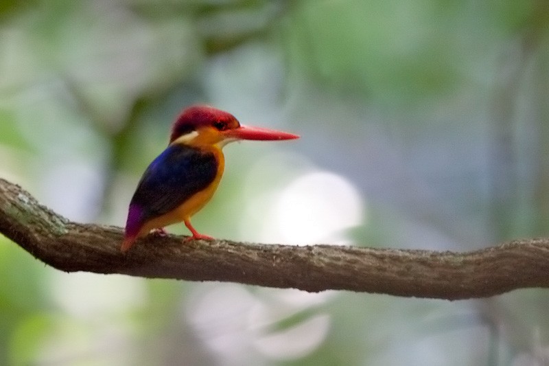 Black-backed Dwarf-Kingfisher - Bopanna Pattada