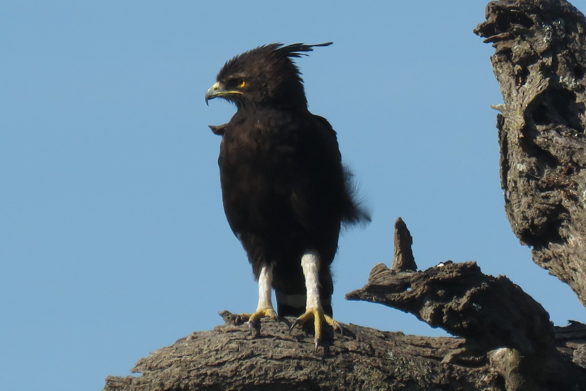 Long-crested Eagle - Becky Marvil