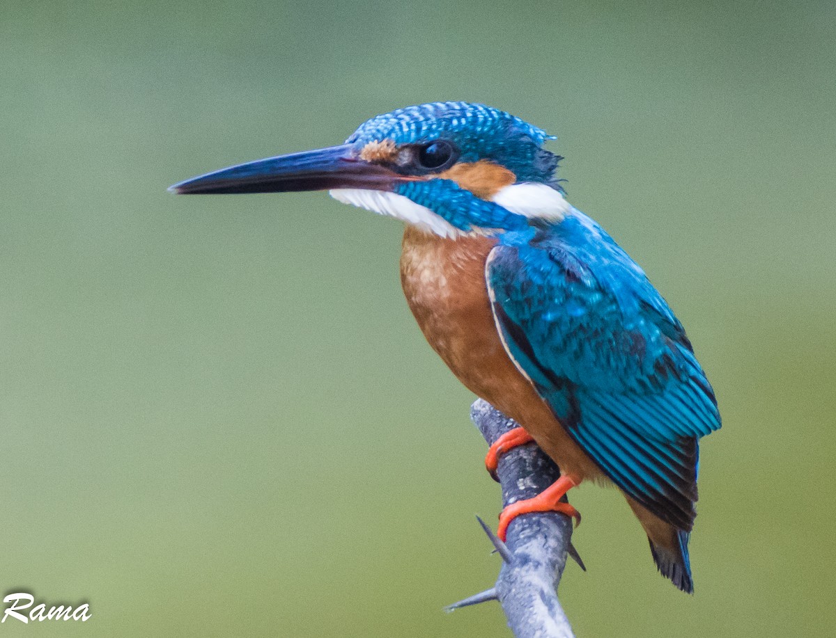 Common Kingfisher - Rama Neelamegam
