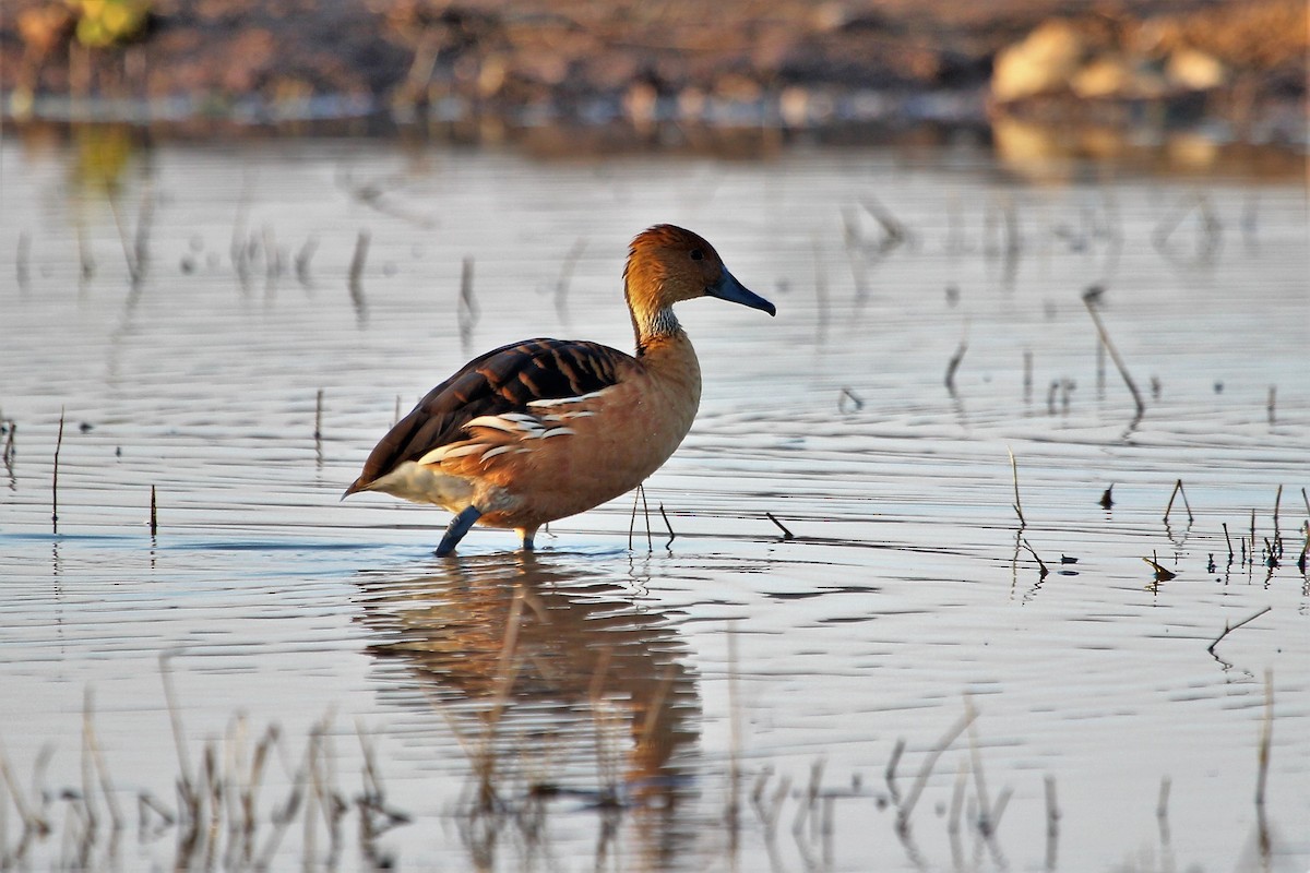 Fulvous Whistling-Duck - Justin Goldberg