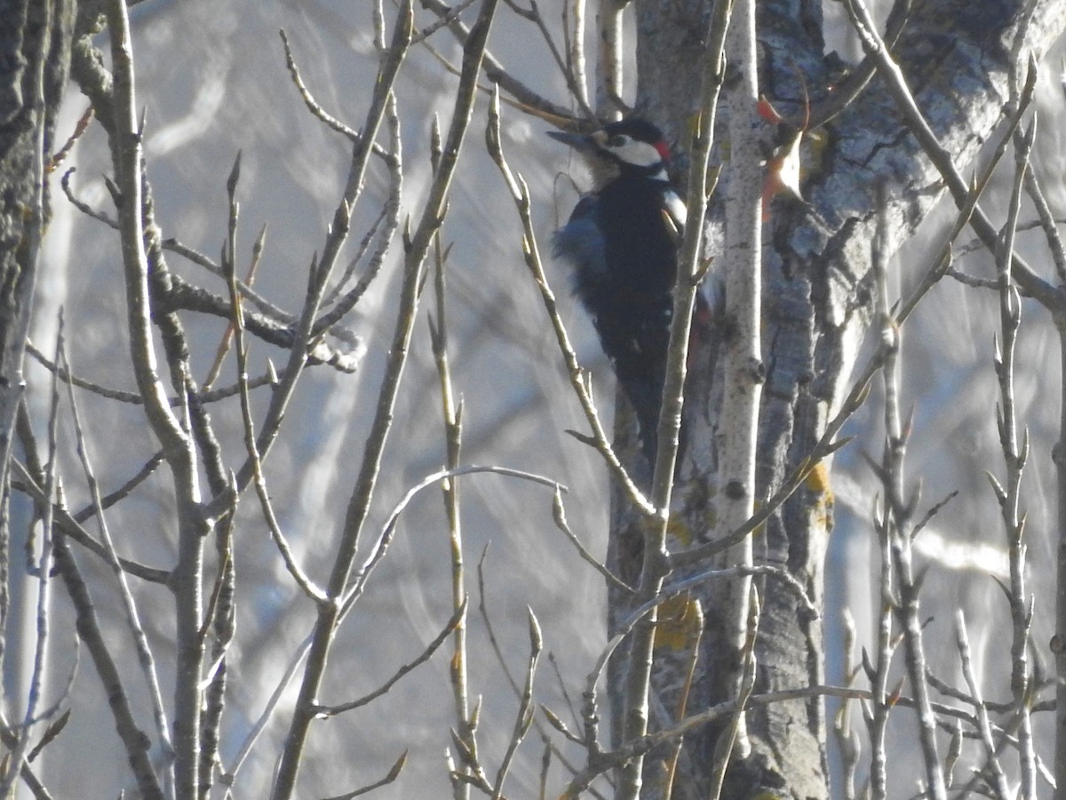 Great Spotted Woodpecker - ML132123551