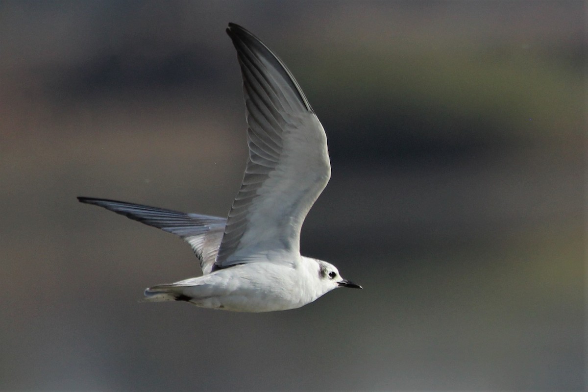 White-winged Tern - Justin Goldberg