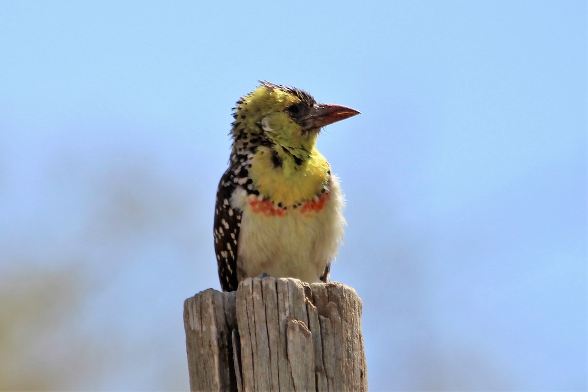 Yellow-breasted Barbet - ML132125111