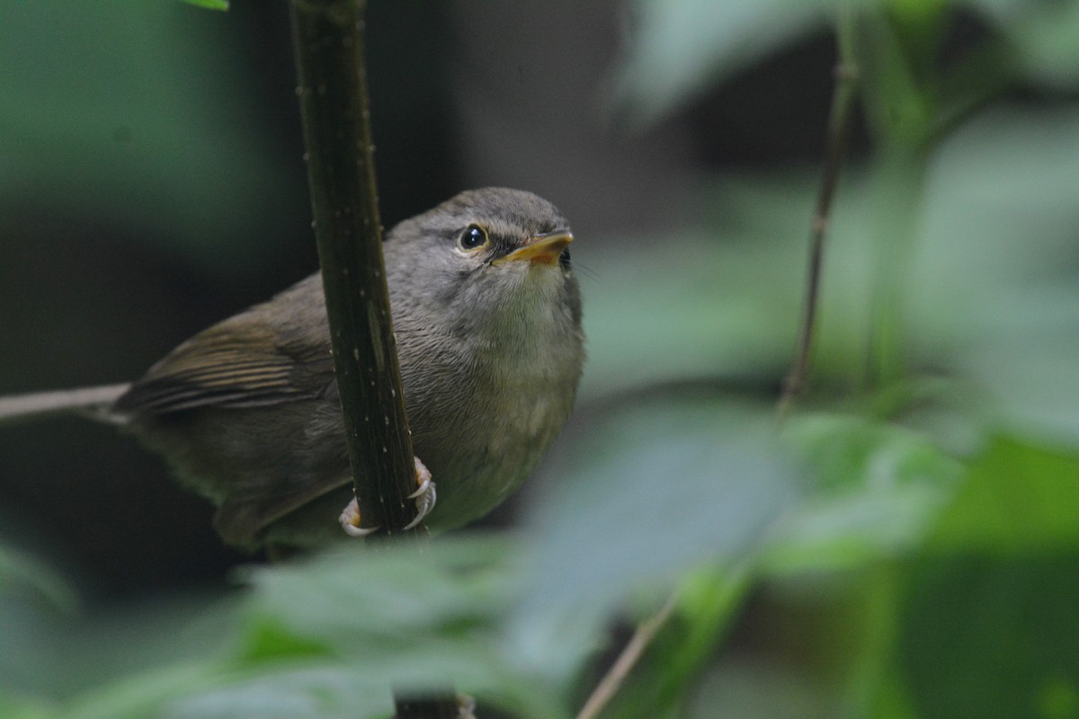 Aberrant Bush Warbler (Sunda) - Ari Noviyono