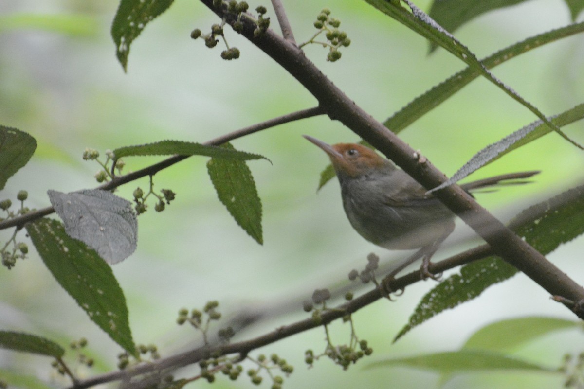 Olive-backed Tailorbird - Ari Noviyono