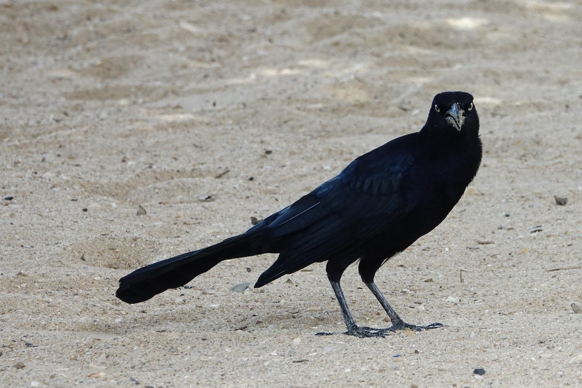 Great-tailed Grackle - ML132126861