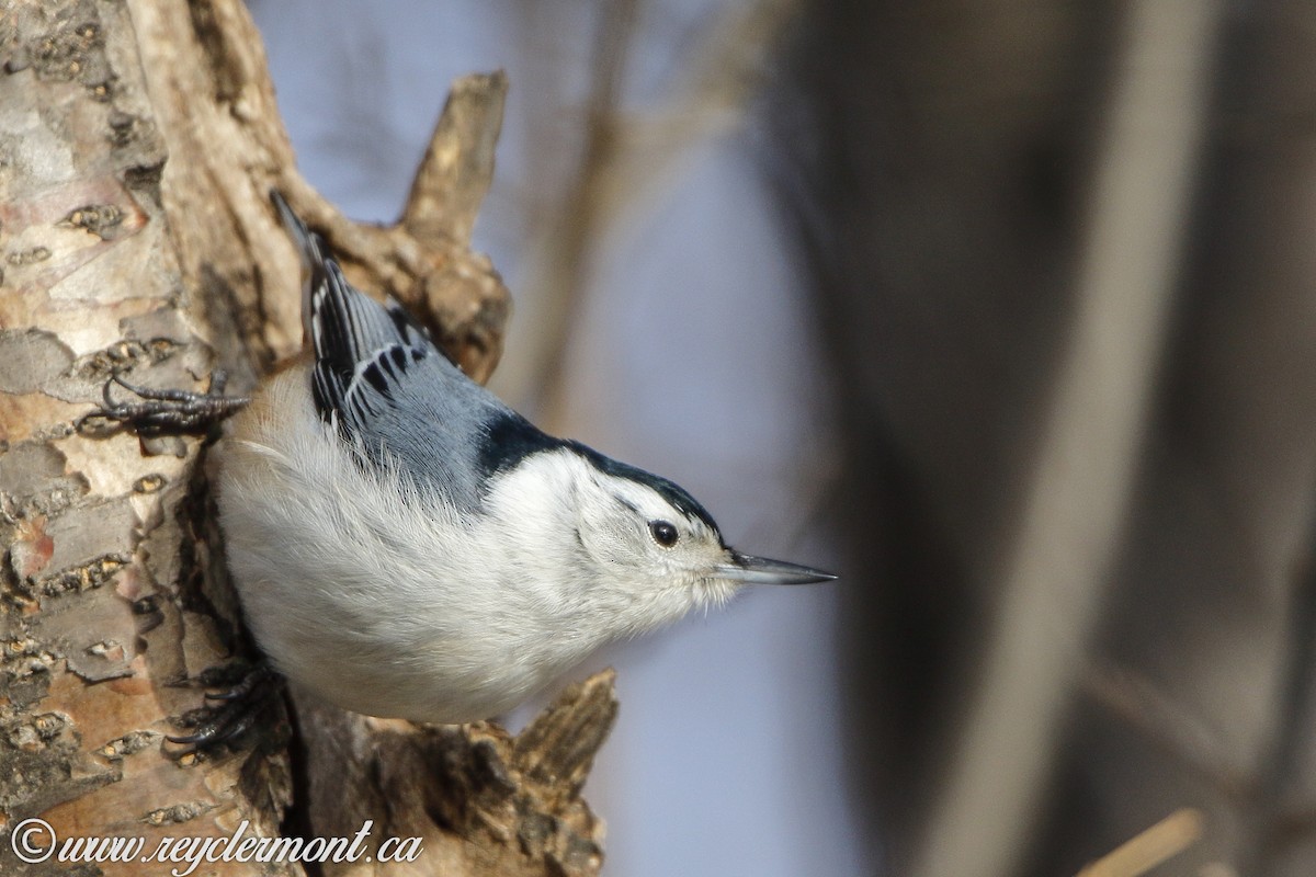 White-breasted Nuthatch - ML132126891