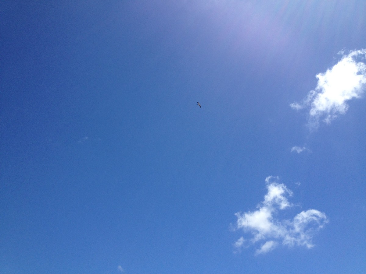 Swallow-tailed Kite - ML132127091