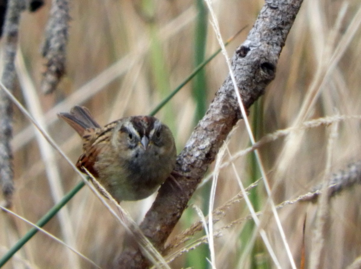 Swamp Sparrow - ML132130691