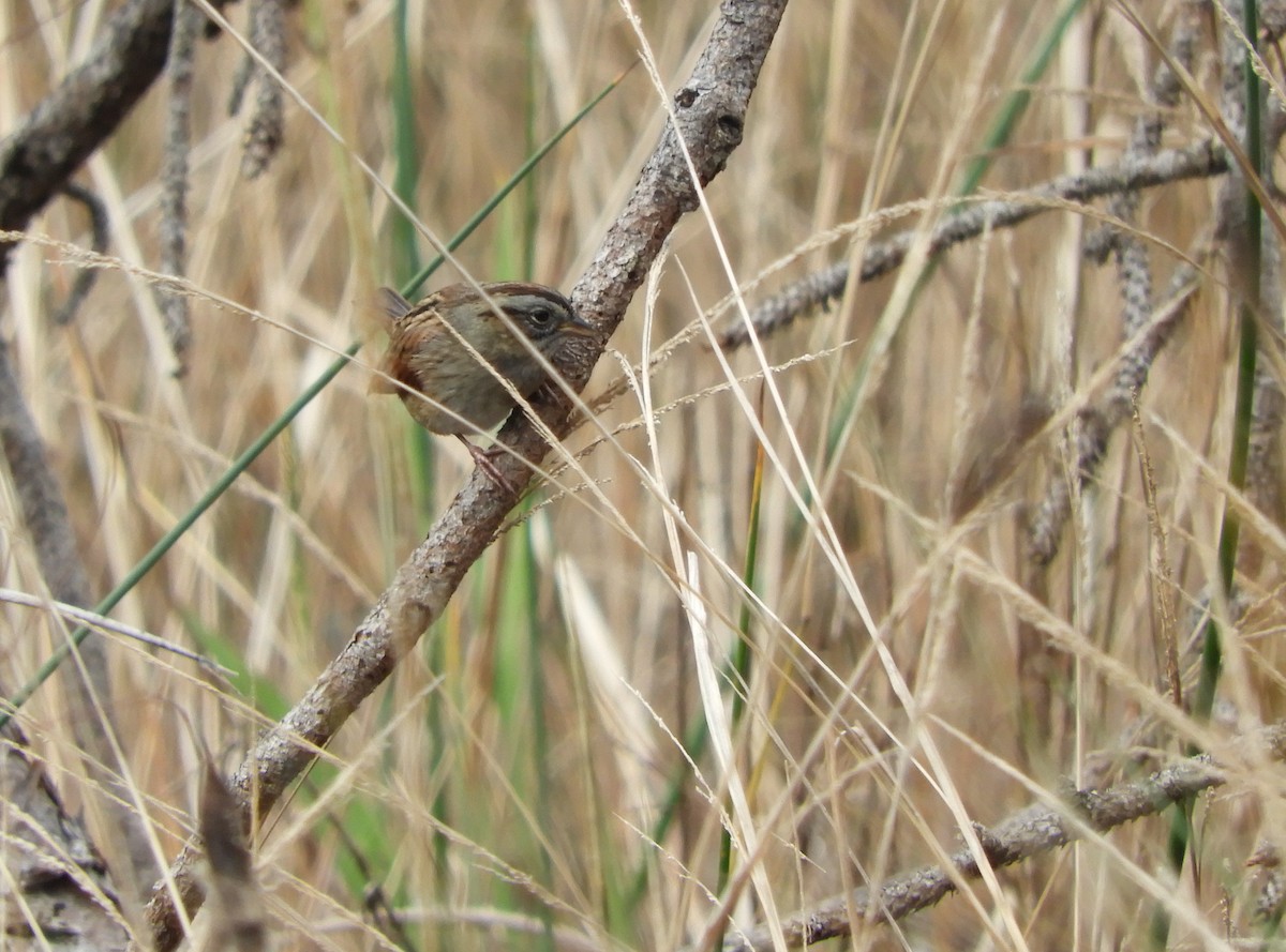 Swamp Sparrow - ML132130701