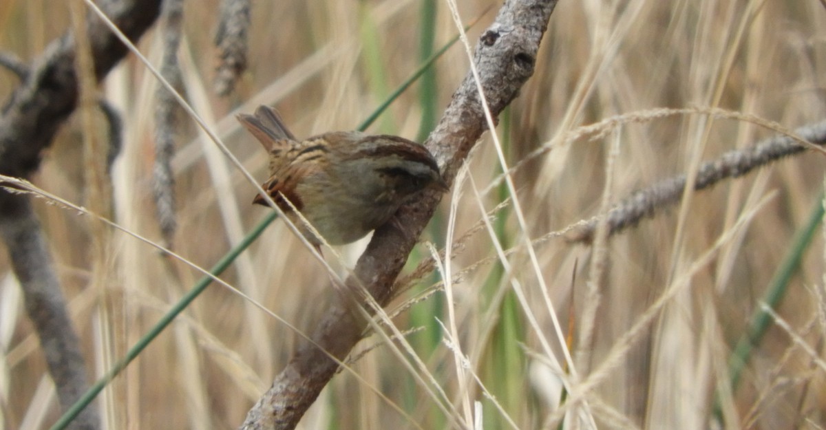 Swamp Sparrow - ML132130721