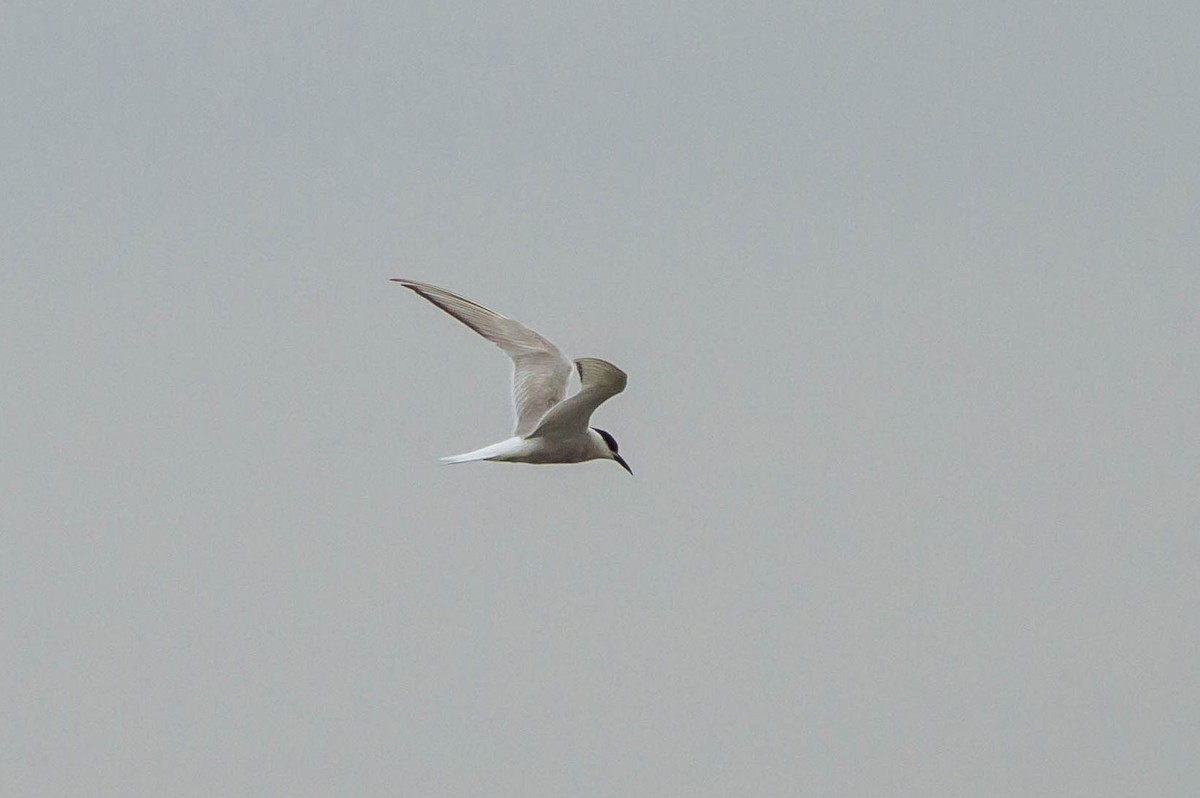 Arctic Tern - Flávia Aguiar