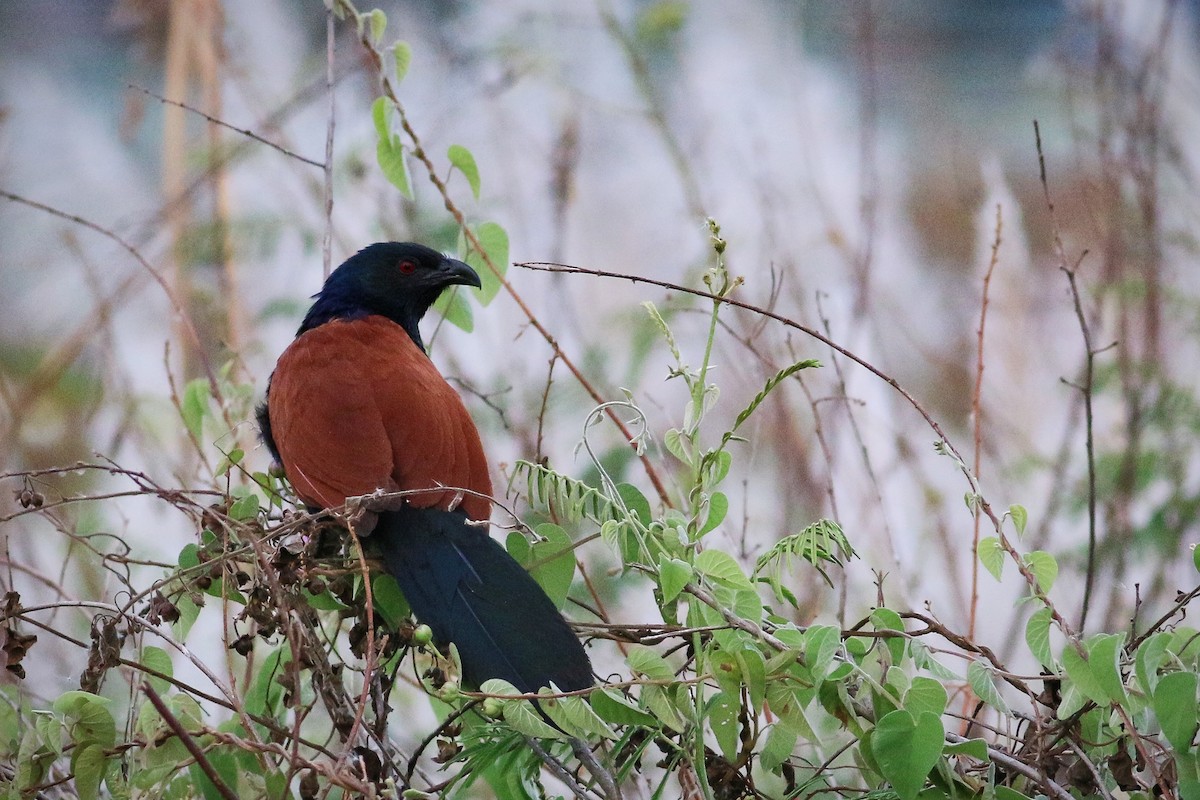 Greater Coucal - Joost Foppes