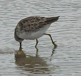 Long-toed Stint - Philip You