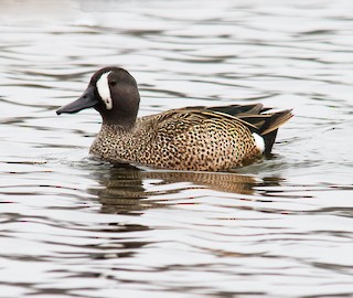 Blue-winged Teal, ML132142471