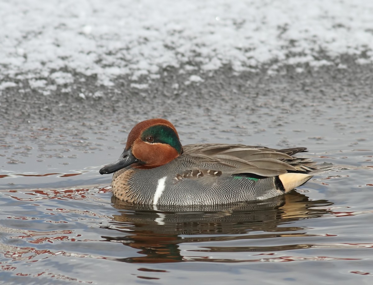 Green-winged Teal - ML132143721