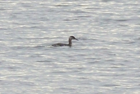 Red-necked Grebe - ML132143811