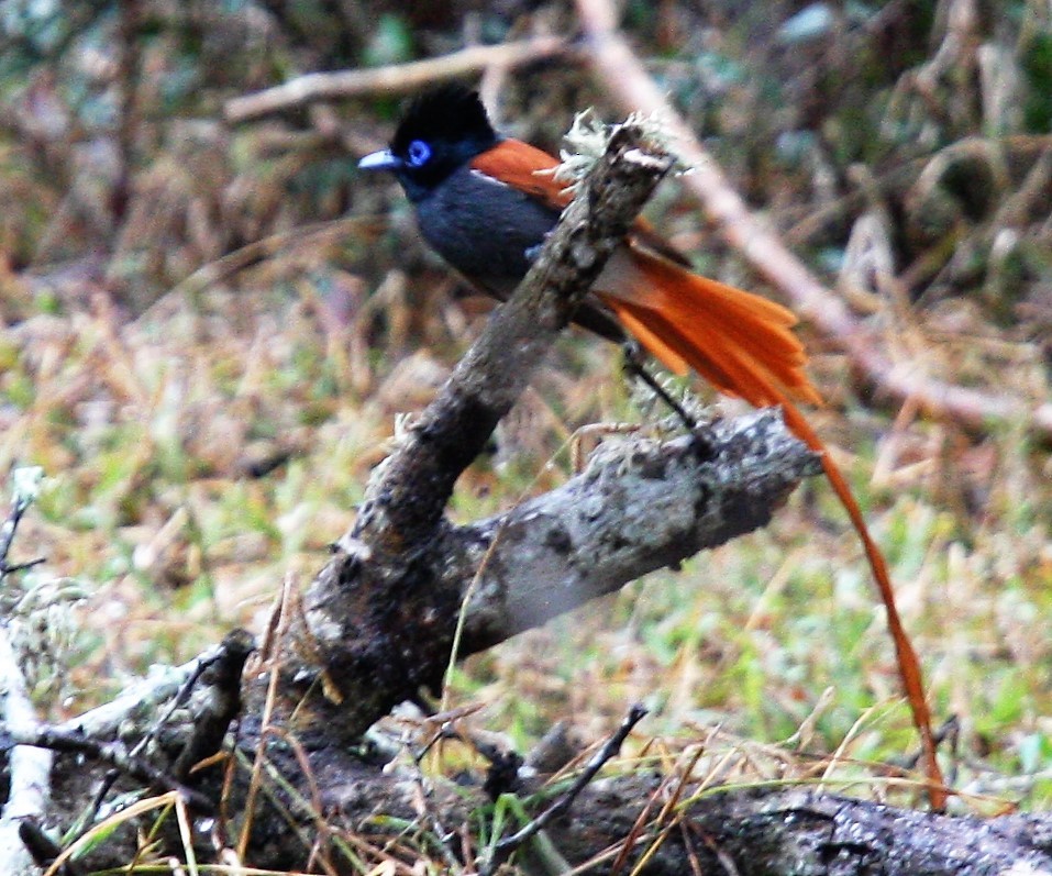 African Paradise-Flycatcher - Todd Pepper