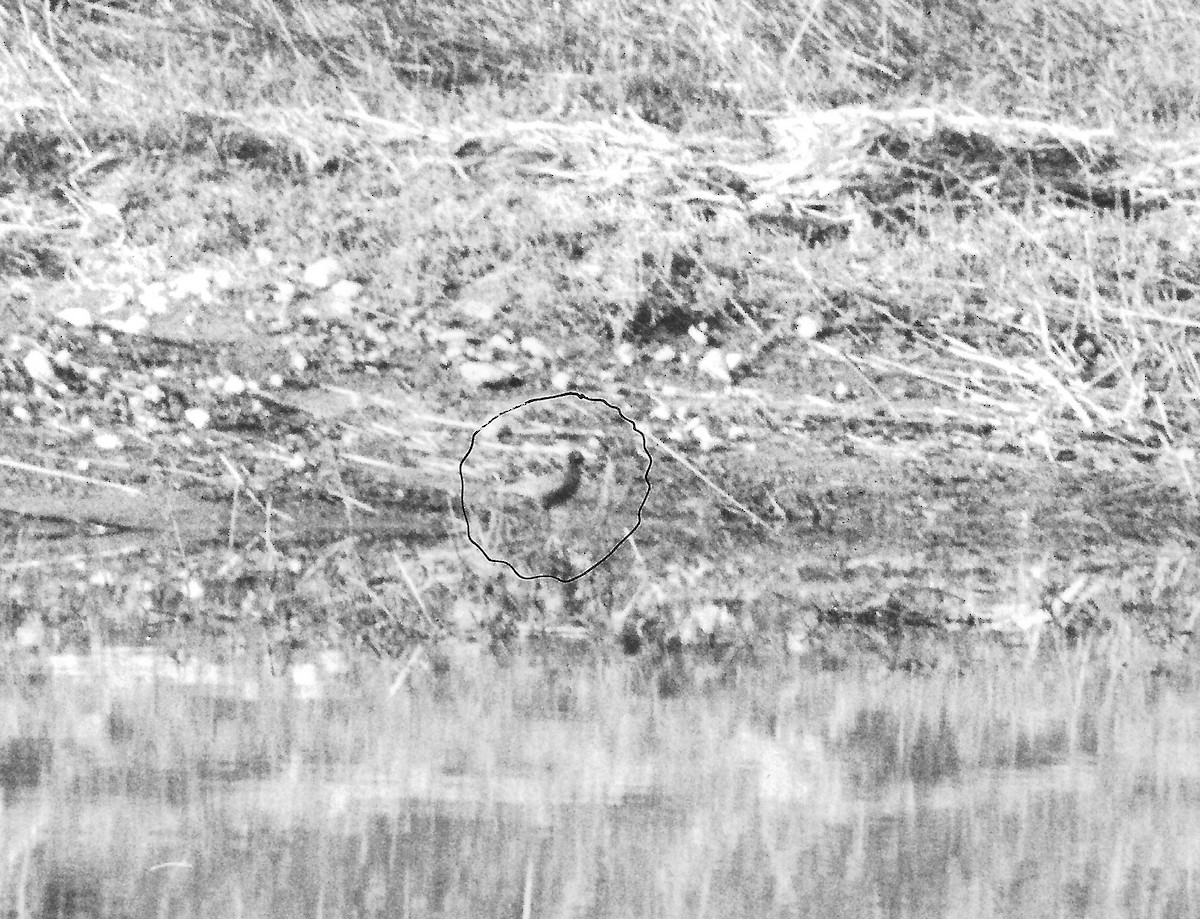Spotted Redshank - Doug McRae