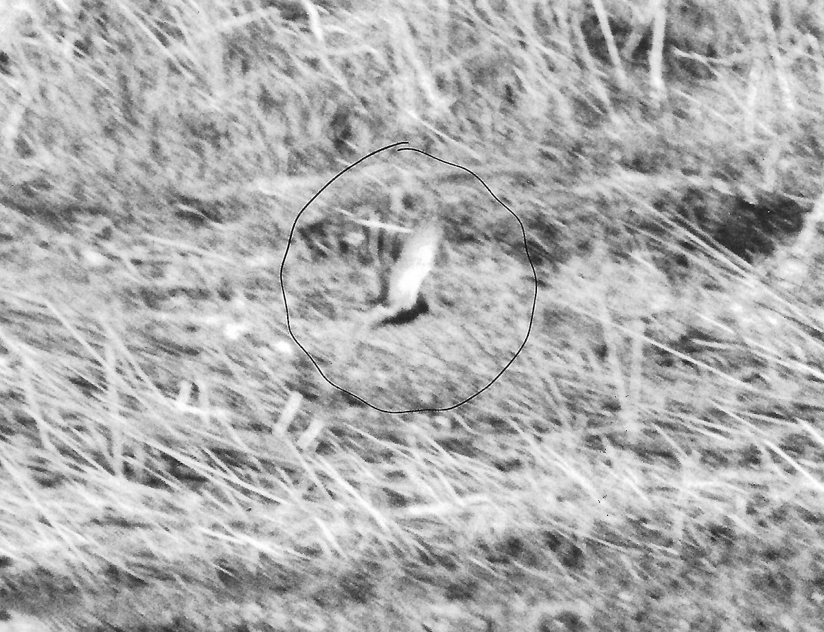 Spotted Redshank - Doug McRae