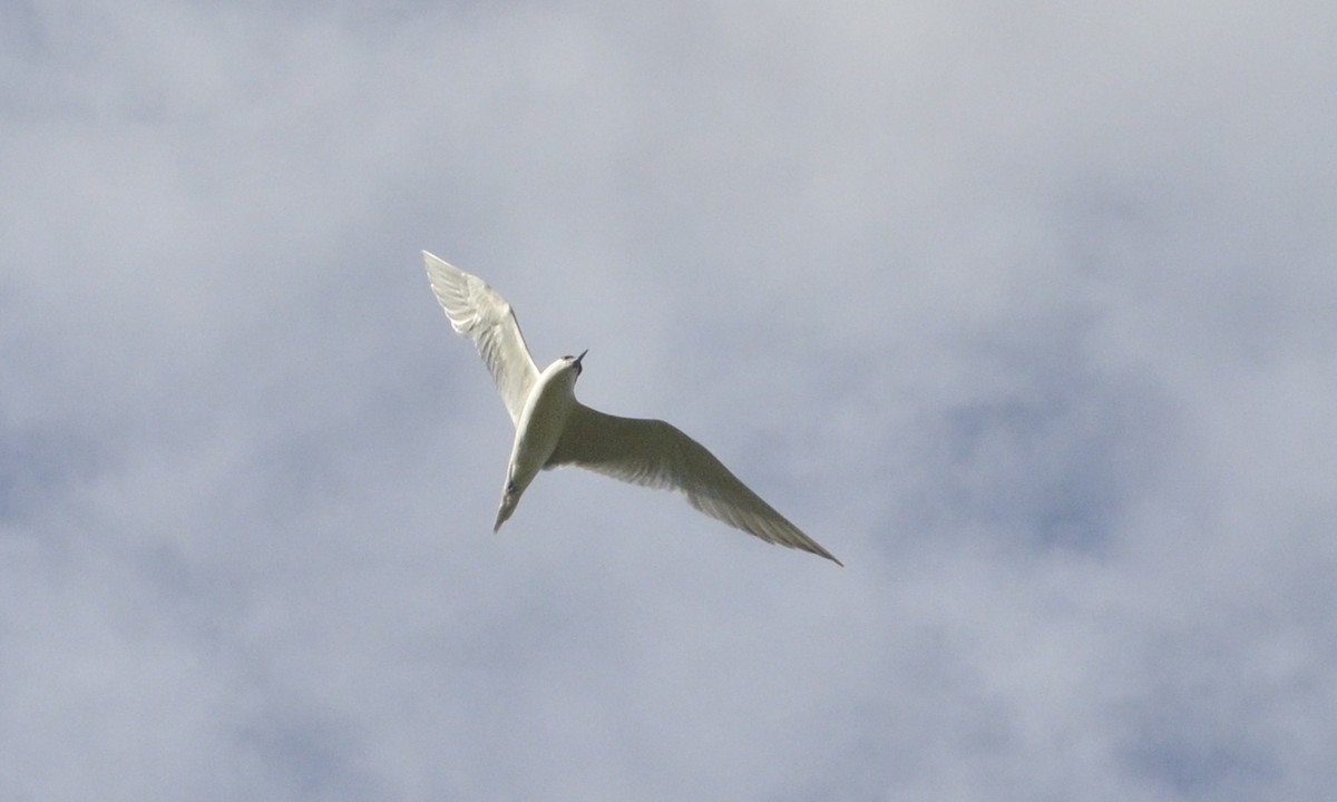 Gull-billed Tern - Pablo G. Fernández🦅