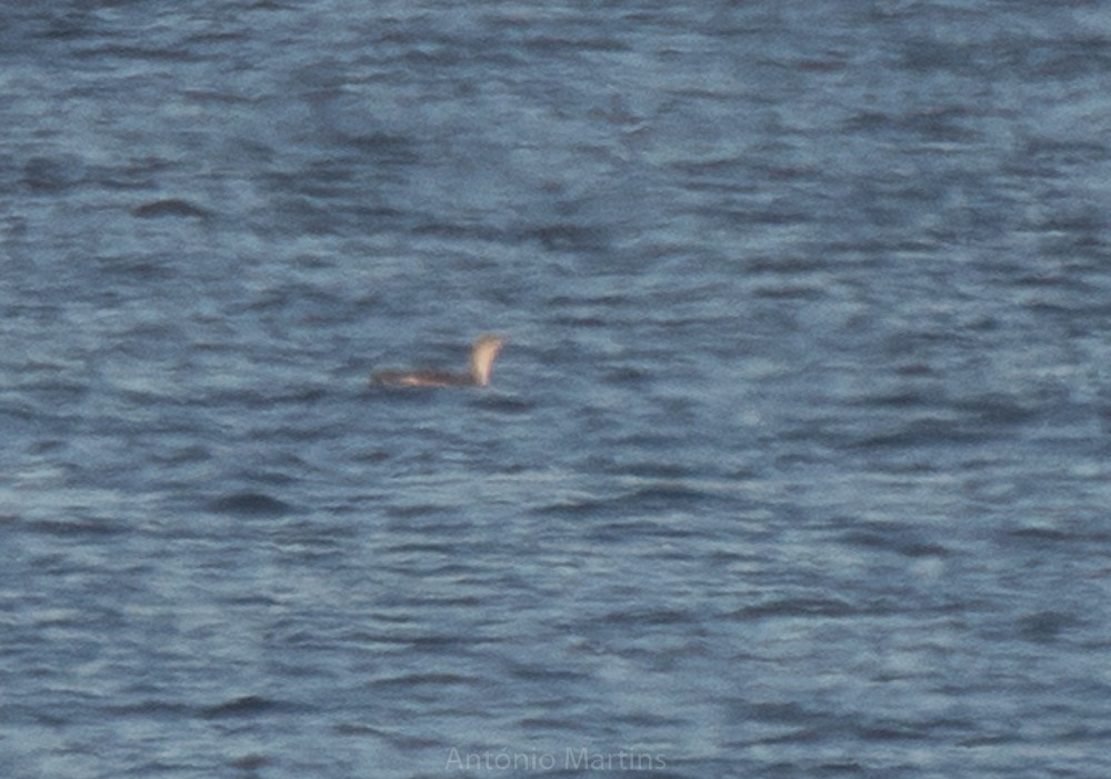 Red-throated Loon - ML132150401