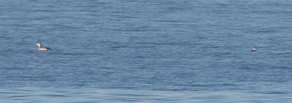 Red-throated Loon - António Martins